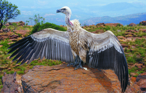 dezzoi:  Turkey Vulture Black Vulture King Vulture Greater and Lesser Yellow Headed