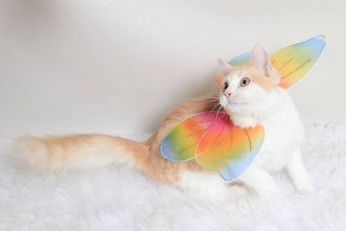 doctordearie:shelterpetproject:Hello, you beautiful fairy cat! What’s that you say? You need a home?
