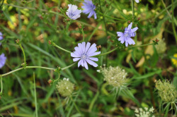 tangledwing:  Common chicory (Cichorium intybus). Also known as blue dandelion, blue sailors, blue weed, coffeeweed and horseweed. Still used as a coffee substitute or additive and the leaves used as salad greens, among other food dishes. Chicory is also