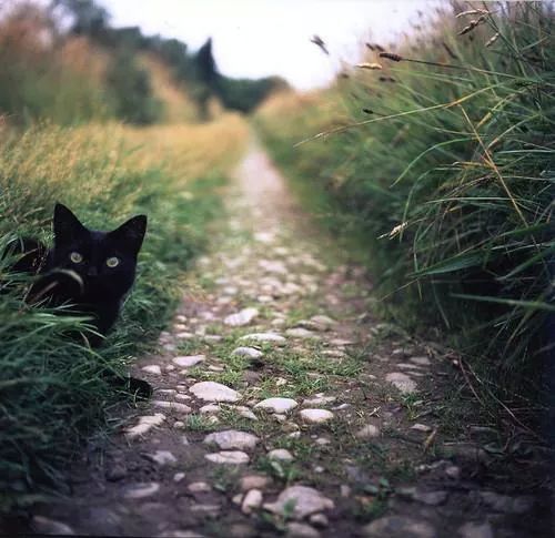 wizardess-castle:  ☾  Happy October!!!!