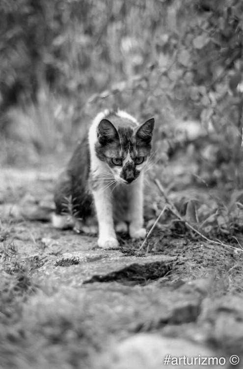 boschintegral:arturizmo:Black and white cat Junior@mostlycatsmostly