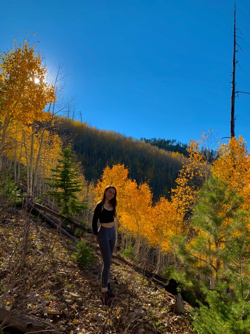 theshyysir:homo-sapien-sapien:October in the aspen grove ⛰✨Y'all really should go follow this wonder