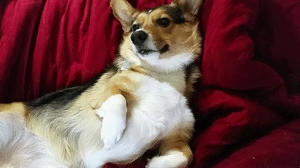 vegasthecorgi:  &ldquo;I demand to be spoiled.&rdquo; 