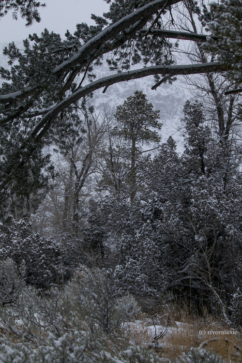I found shelter under this massive pine tree during the storm. Shoshone National Forest, Wyomingrive