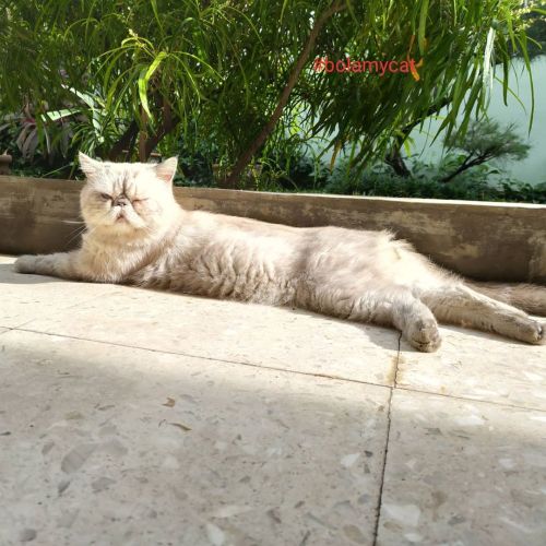 Good morning, Bola. Have a nice day.#bolamycat #catphoto #lazycat#sunbathingcat#grumpycat #exoticsho