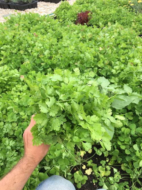 Harvesting parsley and radishes with Marcie from Ruby’s place. Always a great help here at Geo