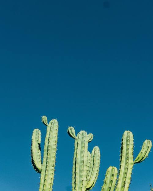 joelbear: #cactus @joelmaggie (at Palm Springs, California)