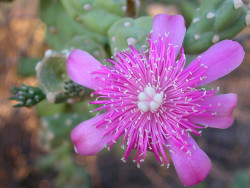 plant-faery:  Cholla cactus flower (Cylindropuntia