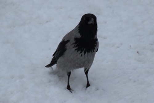 curious hooded crow i met in norway