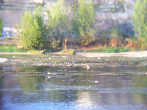 garonne