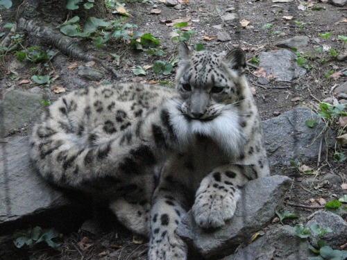 wethatkindoforc:catsbeaversandducks:Snow Leopards And Their Giant Nommable Tails“BEHOLD, DOGS!