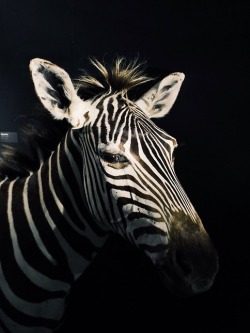 bluequestrian:  ancient-serpent:Zebra taxidermy, Museum Wiesbaden Bluequestrian 🏇🌝🎠🐎❤