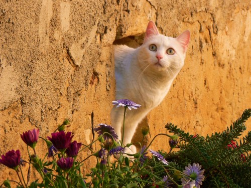 Amelie (via tizianita)