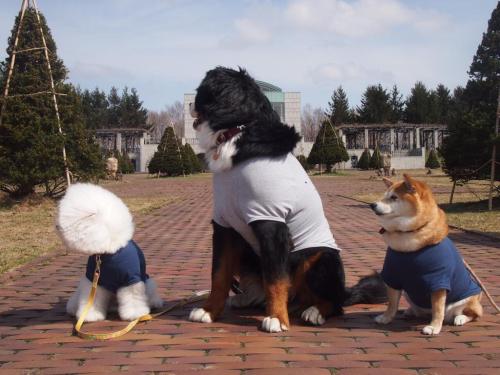 kmgs: sasaq:  Twitter / 柴犬 ペコ @pe9ko12  @spicyjunhui @sunsetsilk 