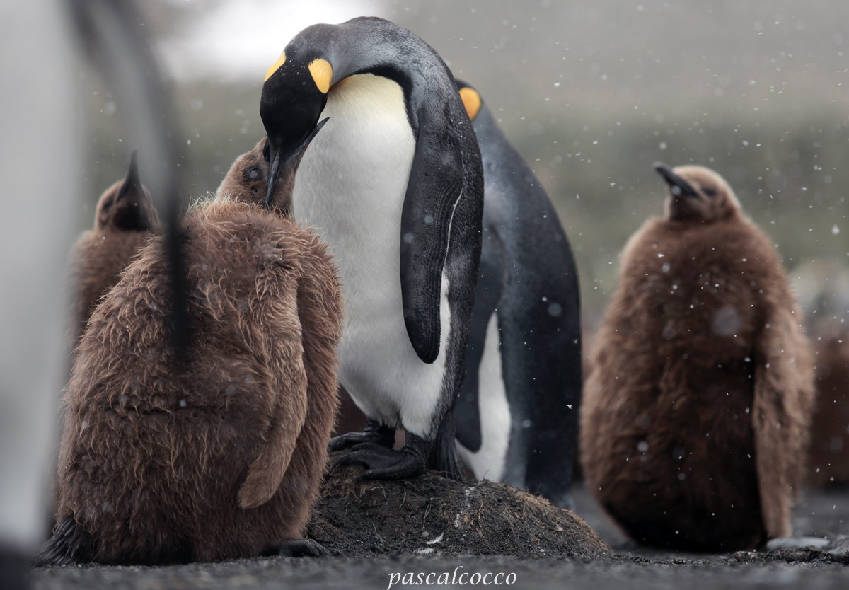 llbwwb:  (via 500px / L’heure de la becquée by cocco pascal)