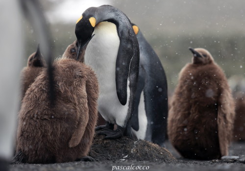 llbwwb:  (via 500px / L’heure de la becquée by cocco pascal)