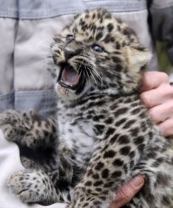 lolcuteanimals:  Leopard love! on We Heart It.