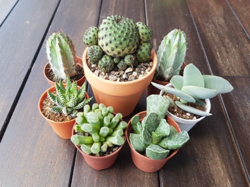 houseplantcentral: sempervivarium: The newest additions to my collection! Aww I love your little Fri