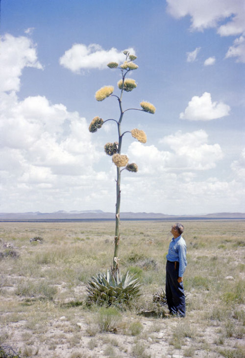 heracliteanfire:G. Arthur Cooper in Marathon, Texas, c. 1960 (via