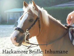 Equine-Mistreatment:  Why Hackamores, Although Bitless, Are Still Not Humanethe Shanks