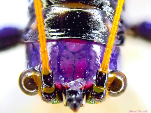 onenicebugperday:Elegant conehead katydid, Moncheca elegans, found in Central and South AmericaPhoto