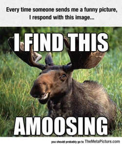 thingsmakemelaughoutloud:  Amused Moose- Funny and Hilarious -