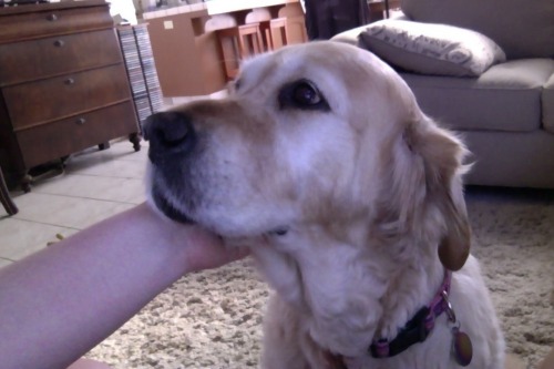 Ok i swear im gonna post art soon but first look at my dog