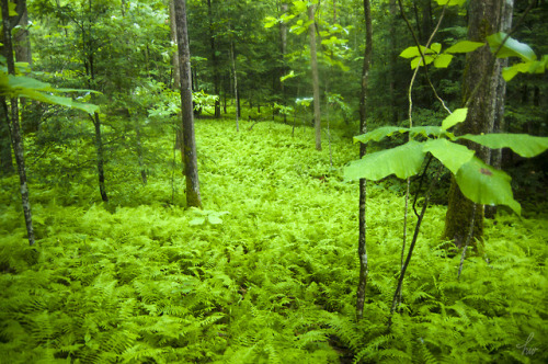 frolicingintheforest: Ferns for miles! &lt;3