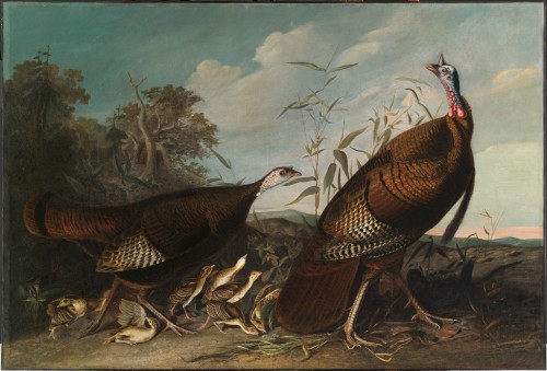 Wild Turkey Cock, Hen, and Chicks, John James Audubon, c. 1828 -1829, Harvard Art MuseumsHarvard Art