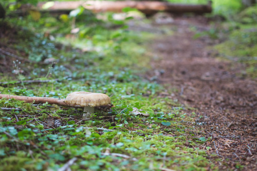 Russula LandscapePrint Shop