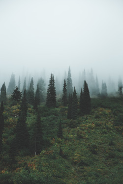 lvndscpe:  Moody Trees | by Kristian Keenen