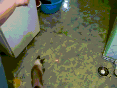 carlosvlstr:  A collection of animals chasing laser pointers, featuring…