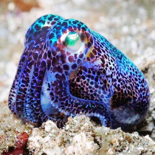 Sex happyfuckingcamper:  I require cuttlefish pictures