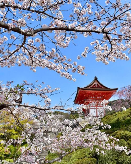 ’ ’ 【京都の桜】清水寺 ’ ’ 仁王門と桜 ’ ’ 2022.4.4撮影 ’ ’ #kyoto #京