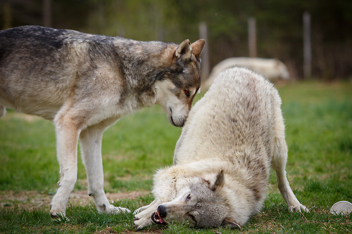 thatwanderinglonewolf:  By kdc123 [1 | 2]
