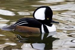 Cruisin’ Like A Boss (A Hooded Merganser Drake With His Feathered Crest Fully