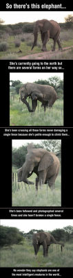 srsfunny:  Elephants Are The Most Intelligent Creatures In The Worldhttp://srsfunny.tumblr.com/