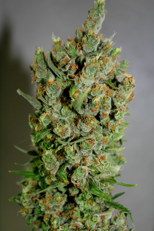 doobiedrewbie:Best crop of Big Bang yet 