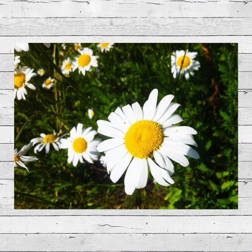 Chamomile. #flowers #nature #chamomile #Ukraine #ромашки #квіти #природа #літо #summer #InstaSize #i