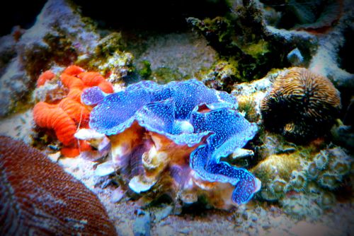 Some photos I took through a tank at James Cook University! Photographer: Melanie Wood