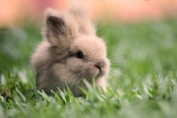 Furry Lil Bunny en We Heart It. http://weheartit.com/entry/74701616/via/lighter