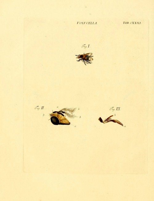 wapiti3: Schaeffer’s Introduction to the Insectenkenntnis   By Schäffer, Jacob Christian, 1718-1790 