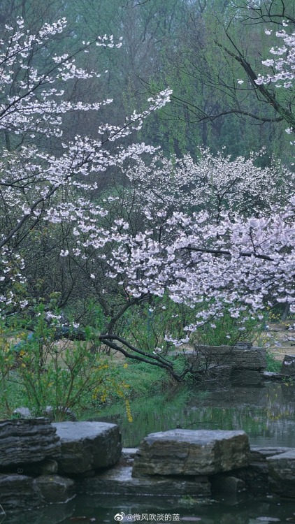 fuckyeahchinesegarden:spring in 明孝陵mingxiaoling, nanjing city, jiangsu province by 微风吹淡的蓝