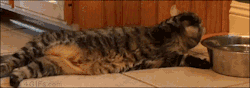 blackistheonlycolor:  4gifs:Lazy cat. [video]du