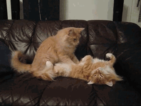 alliscraziness:kittenmod:pettyartist:unimpressedcats:Kitty massageFun fact!  This action is called “