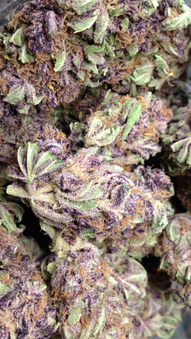 blacknwhiterainbows:  some super dank Purple Skunk  Courtesy of New Millenium Collective.