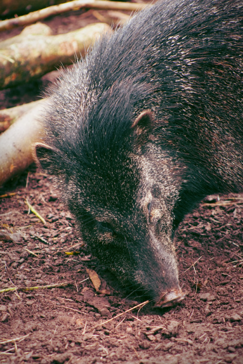 Honestly javelina are so underrated they’re so dang cute! Just look at their lil snoot