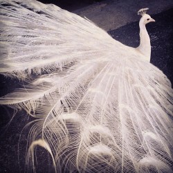 imgeli:  “Your kids, your heart, a couple dimes.” Snowflake! Our new Himalayan #peacock friend. #forthebirds #birdsofafeather #littledragon #ritualunion (at Grounds for Sculpture)