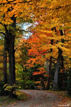tokarphoto: Autumn roads…Algonquin Park, ON. Canada  ~ Coast to Coast ~ Shades of Black &amp; White ~ Abstractions ~   