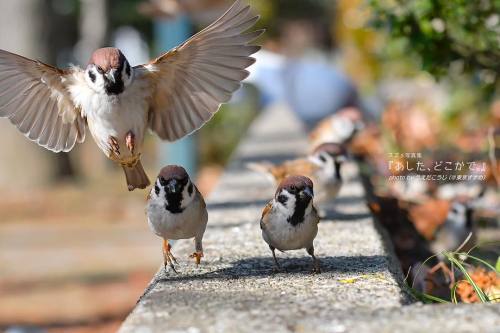 tokyo-sparrows:せんせー！ ズルするちゅんがいまーす！！. （スズメちゃんと #妄想日常会話）. . いつもいっしょに. #スズメ写真集 『あした、どこかで。』. シリーズ1 http: